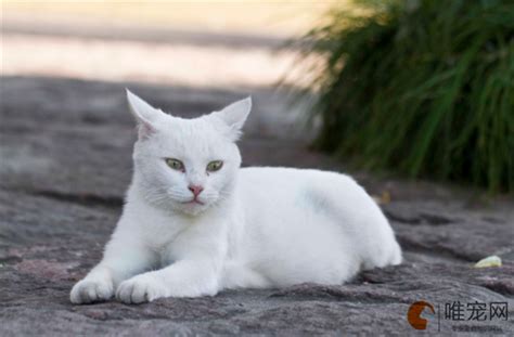 野猫死在家门口|白猫赖着不走预兆，猫赖着不走预兆